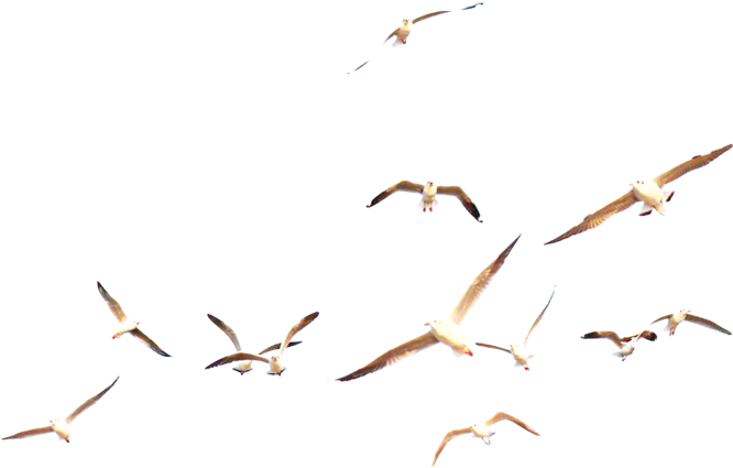 Soaring Seagulls Aerial View PNG Image