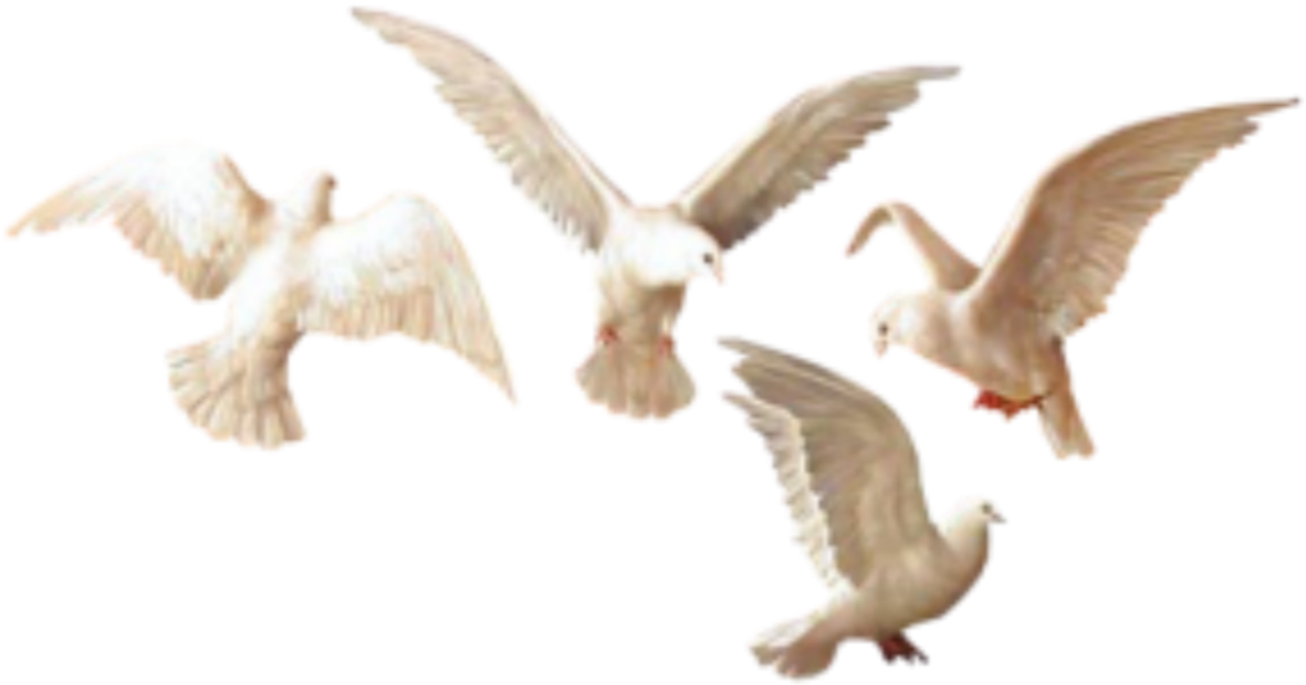 Soaring Seagulls Transparent Background PNG Image