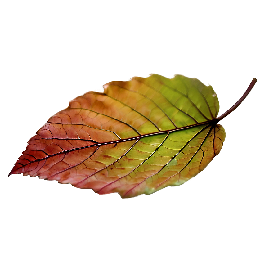 Soft Edge Fall Leaf Png Pwx PNG Image