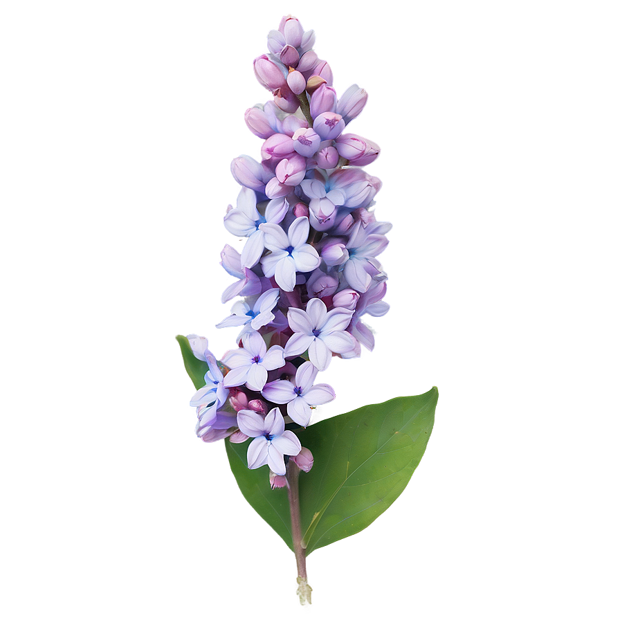 Soft Lilac Png 66 PNG Image