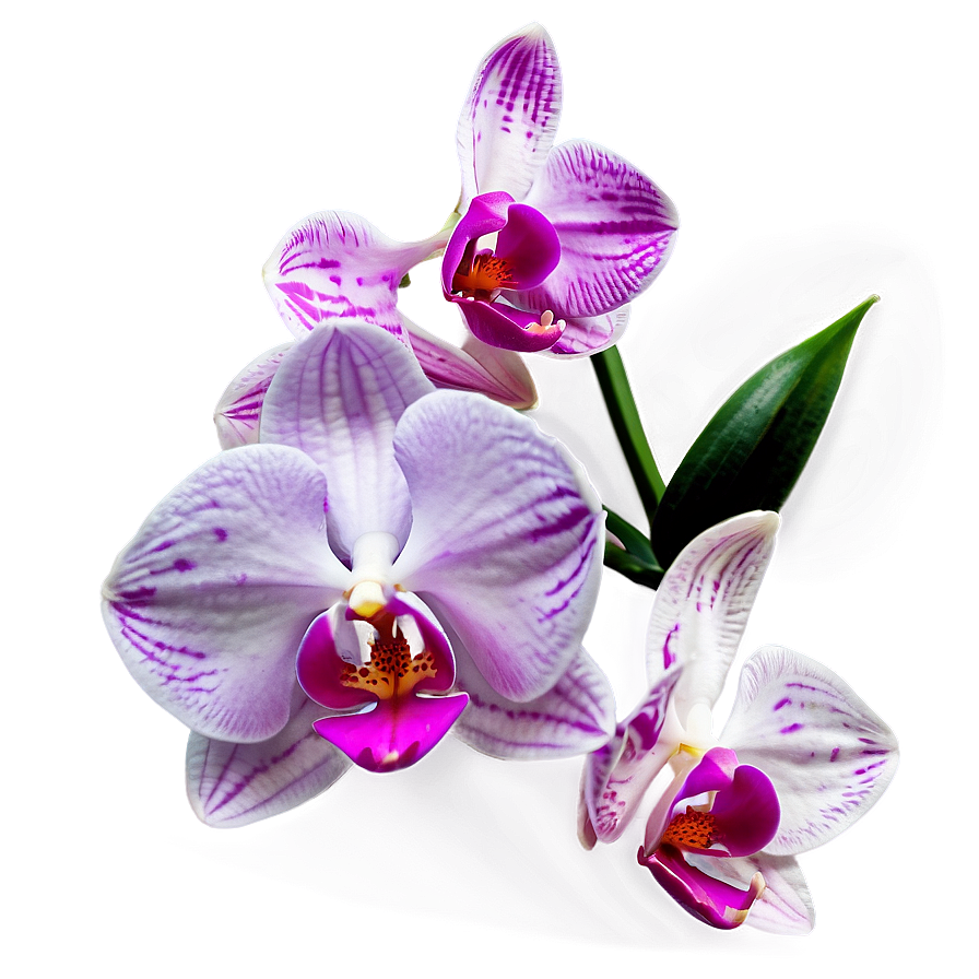 Soft Orchid Png 21 PNG Image