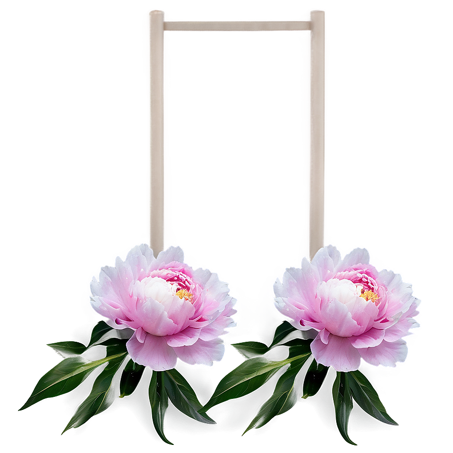 Soft Pink Peony Png 13 PNG Image