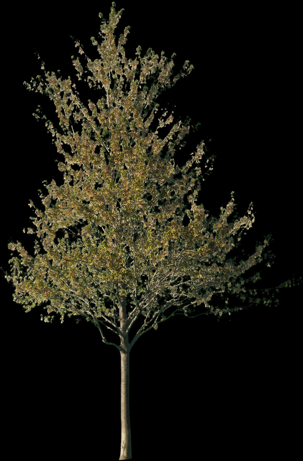 Solitary Tree Against Night Sky PNG Image