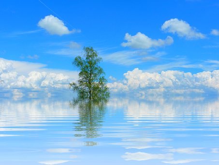 Solitary_ Tree_ Reflecting_on_ Water PNG Image