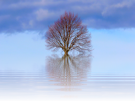 Solitary Tree Reflection Water PNG Image