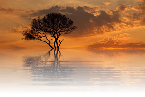 Solitary Treeat Sunset Reflection PNG Image