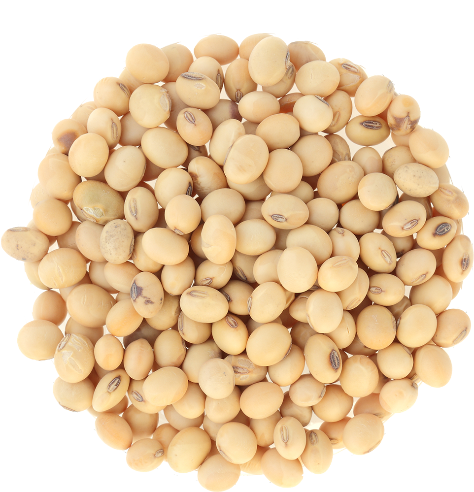 Soybean Cluster Top View PNG Image