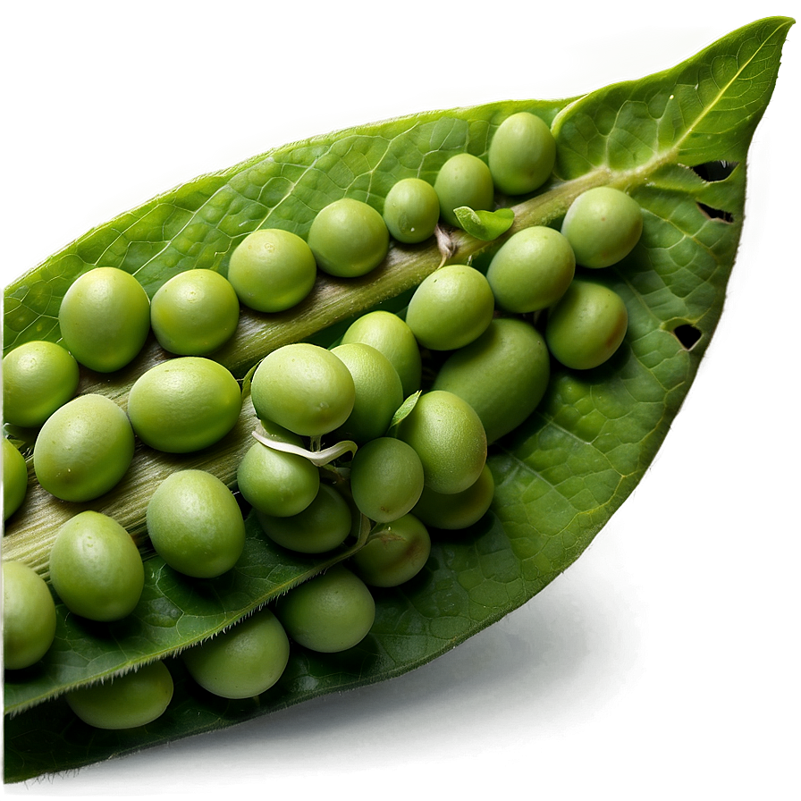 Soybean Field Png 74 PNG Image