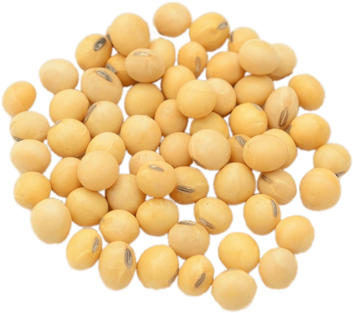 Soybeans Isolatedon Transparent Background PNG Image