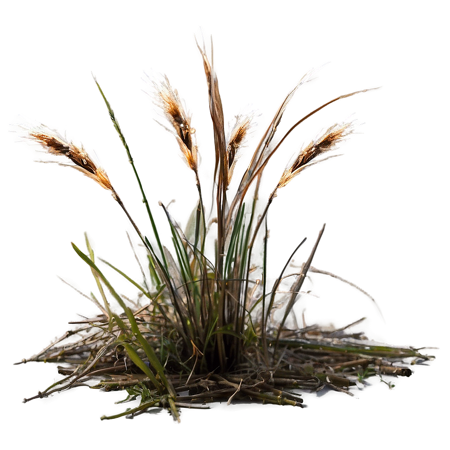 Sparse Dead Grass Png Fvr PNG Image