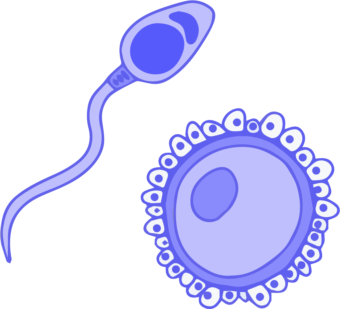 Sperm Approaching Egg Illustration PNG Image