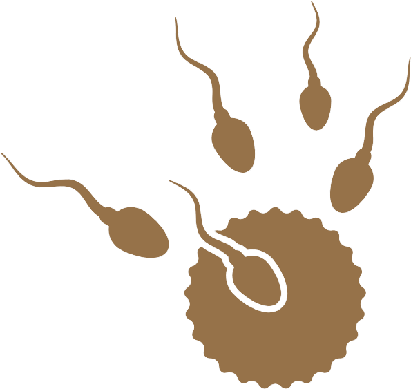 Sperm Approaching Ovum Illustration PNG Image