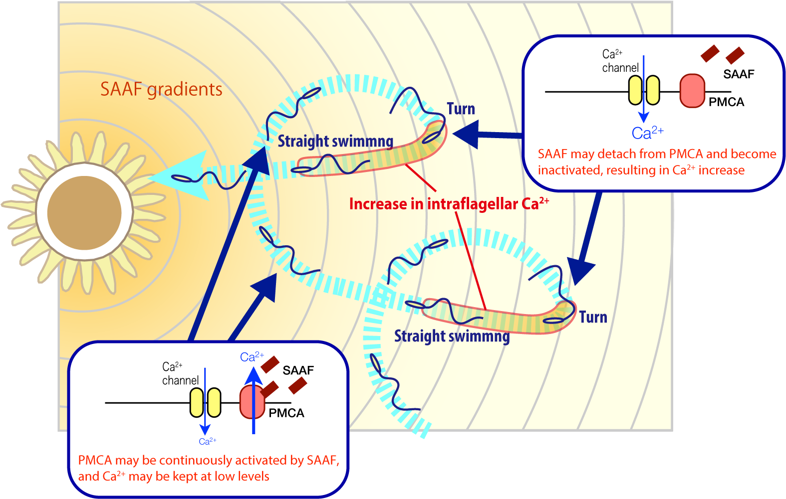 Sperm Chemotaxisand Calcium Regulation Illustration PNG Image