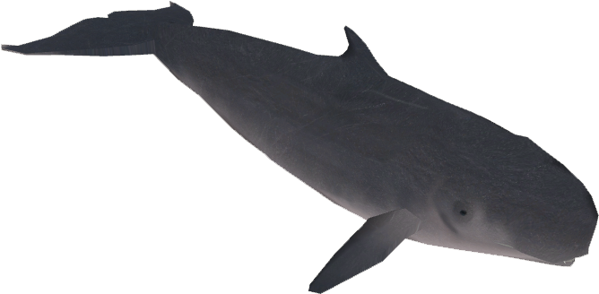 Sperm Whale Illustration PNG Image