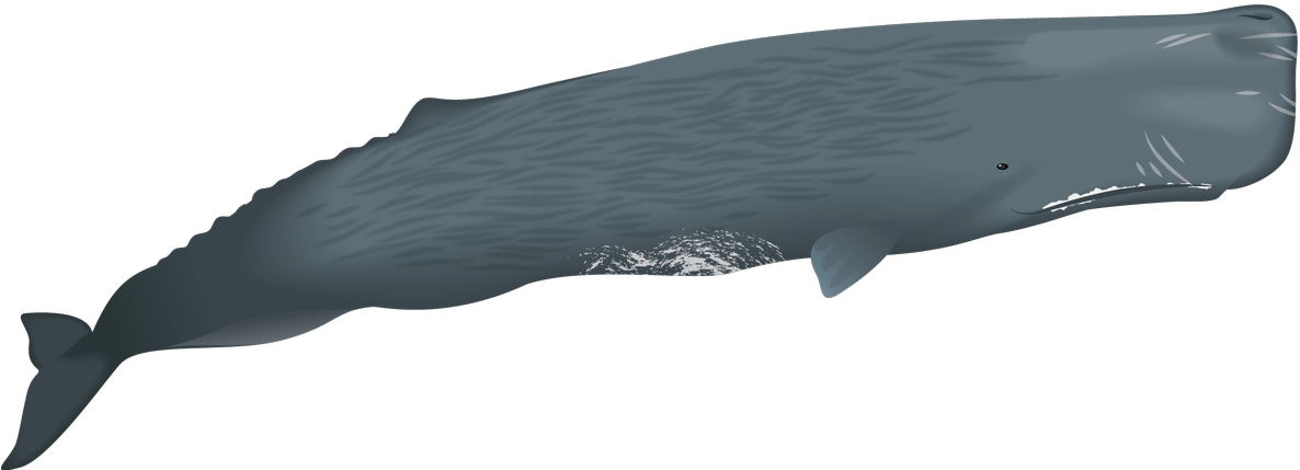 Sperm Whale Illustration PNG Image