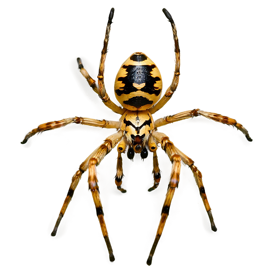 Spider C PNG Image