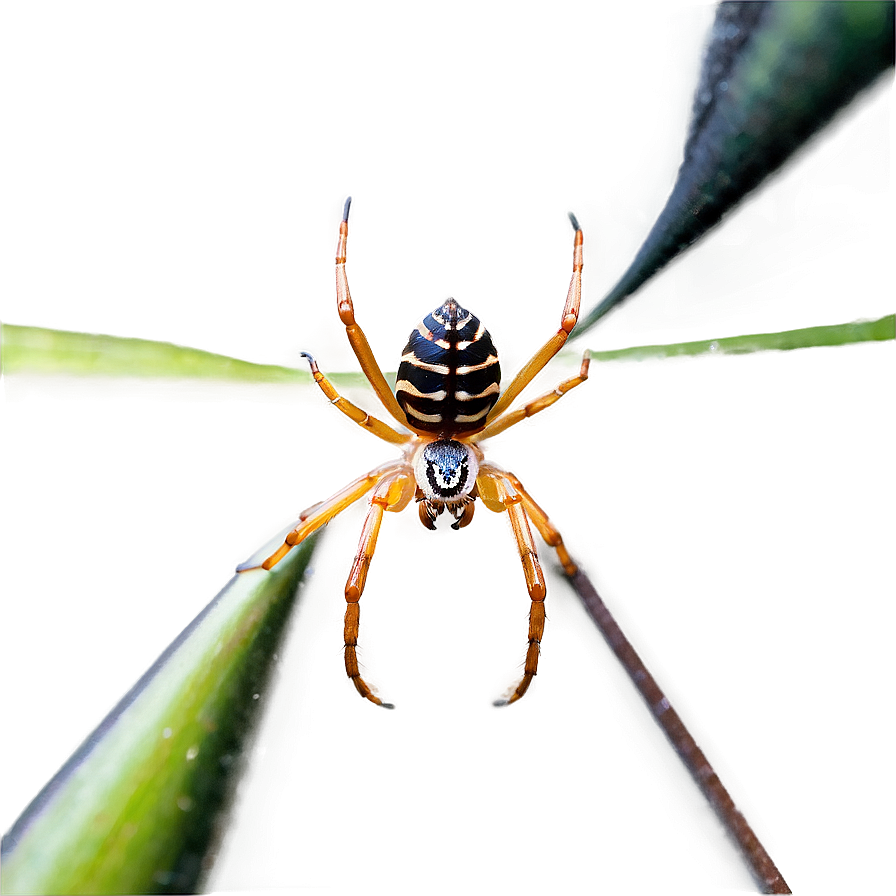 Spider In Dark Png Wtc10 PNG Image