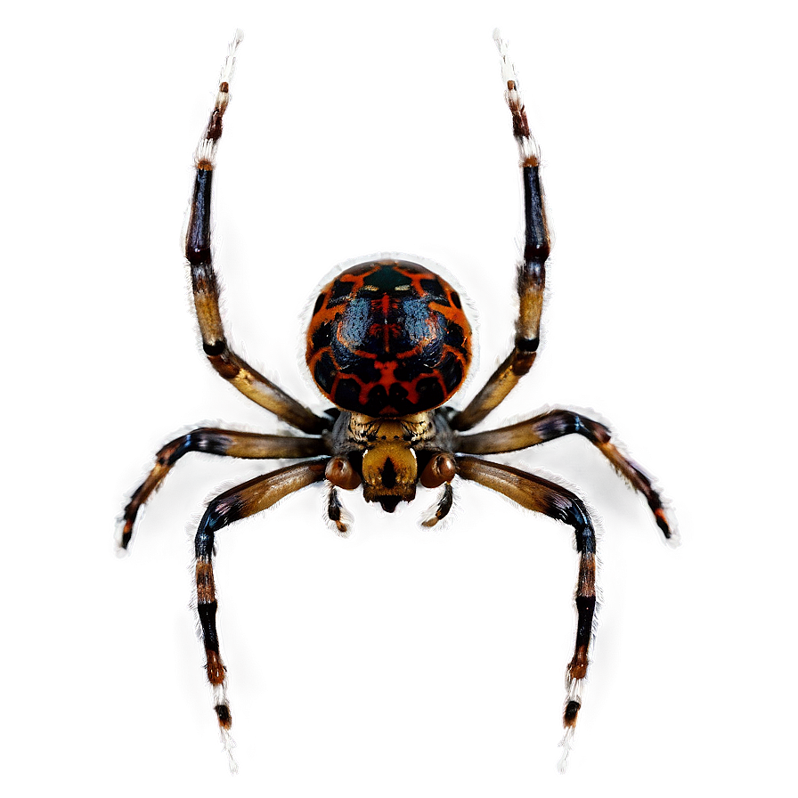 Spider Png Wfc18 PNG Image