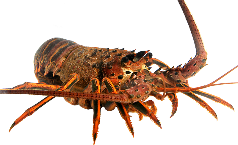 Spiny Lobster Transparent Background PNG Image