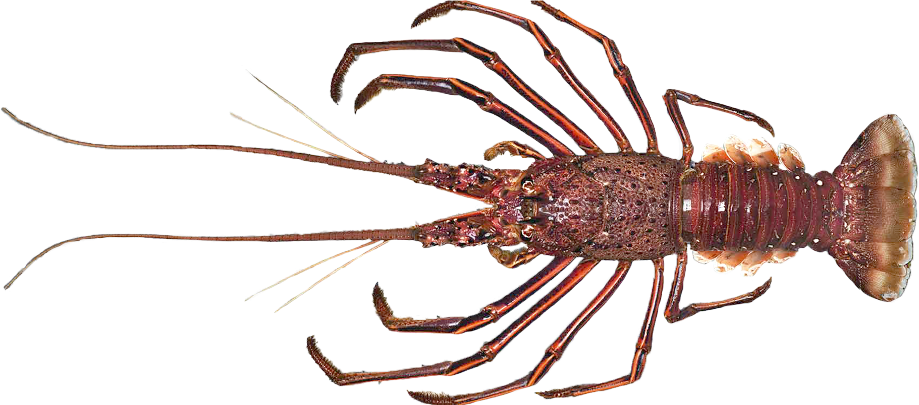 Spiny Lobster Transparent Background PNG Image