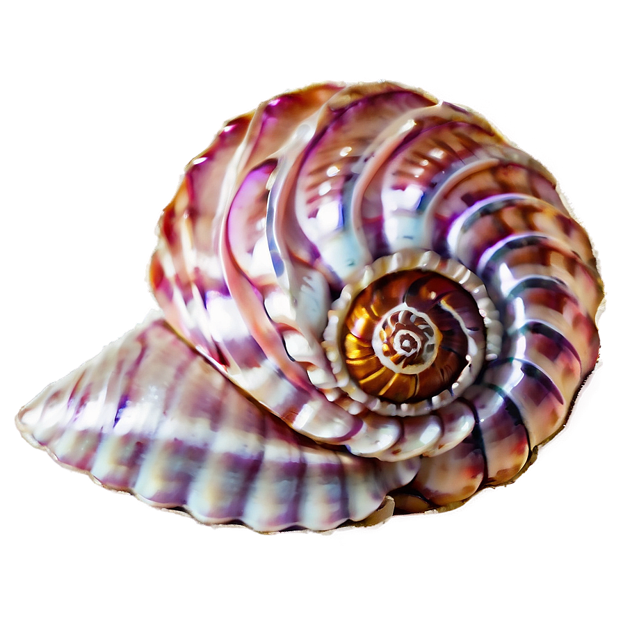 Spiral Sea Shells Png 85 PNG Image