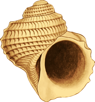 Spiral Seashell Illustration PNG Image