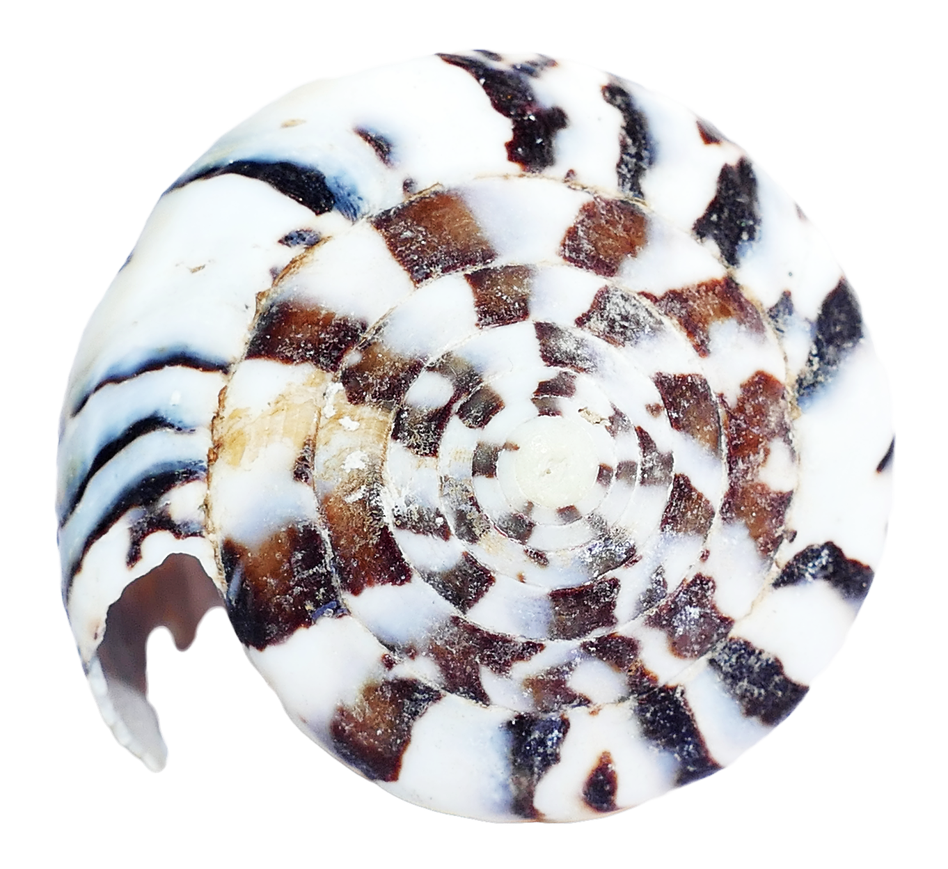 Spiral Seashell Pattern PNG Image