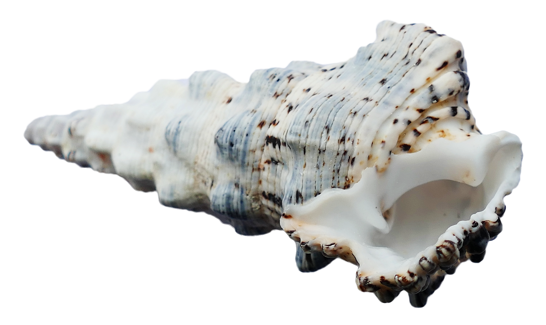 Spiraled Sea Shell Isolated PNG Image