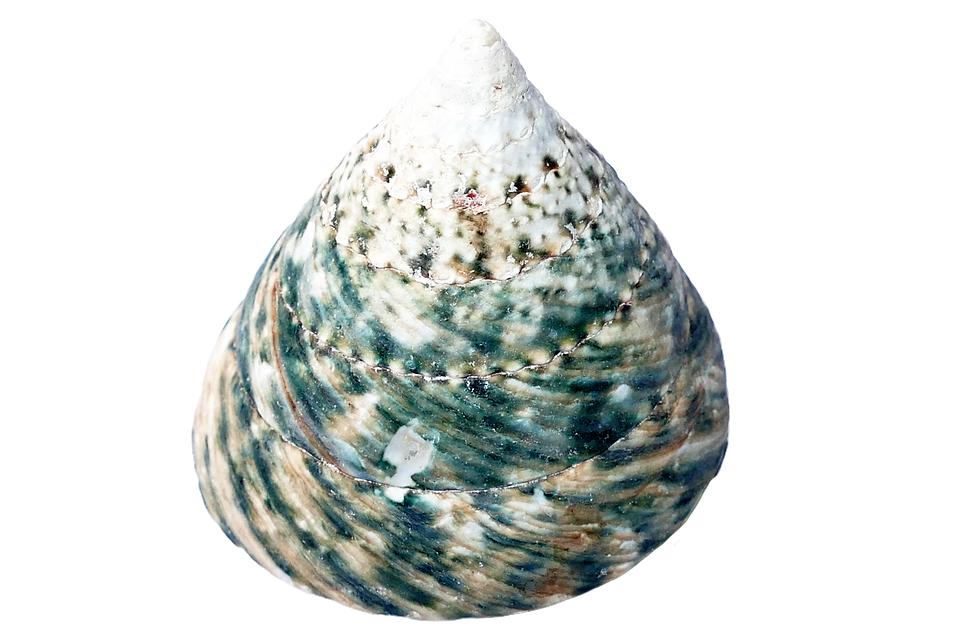 Spiraled Seashell Texture PNG Image