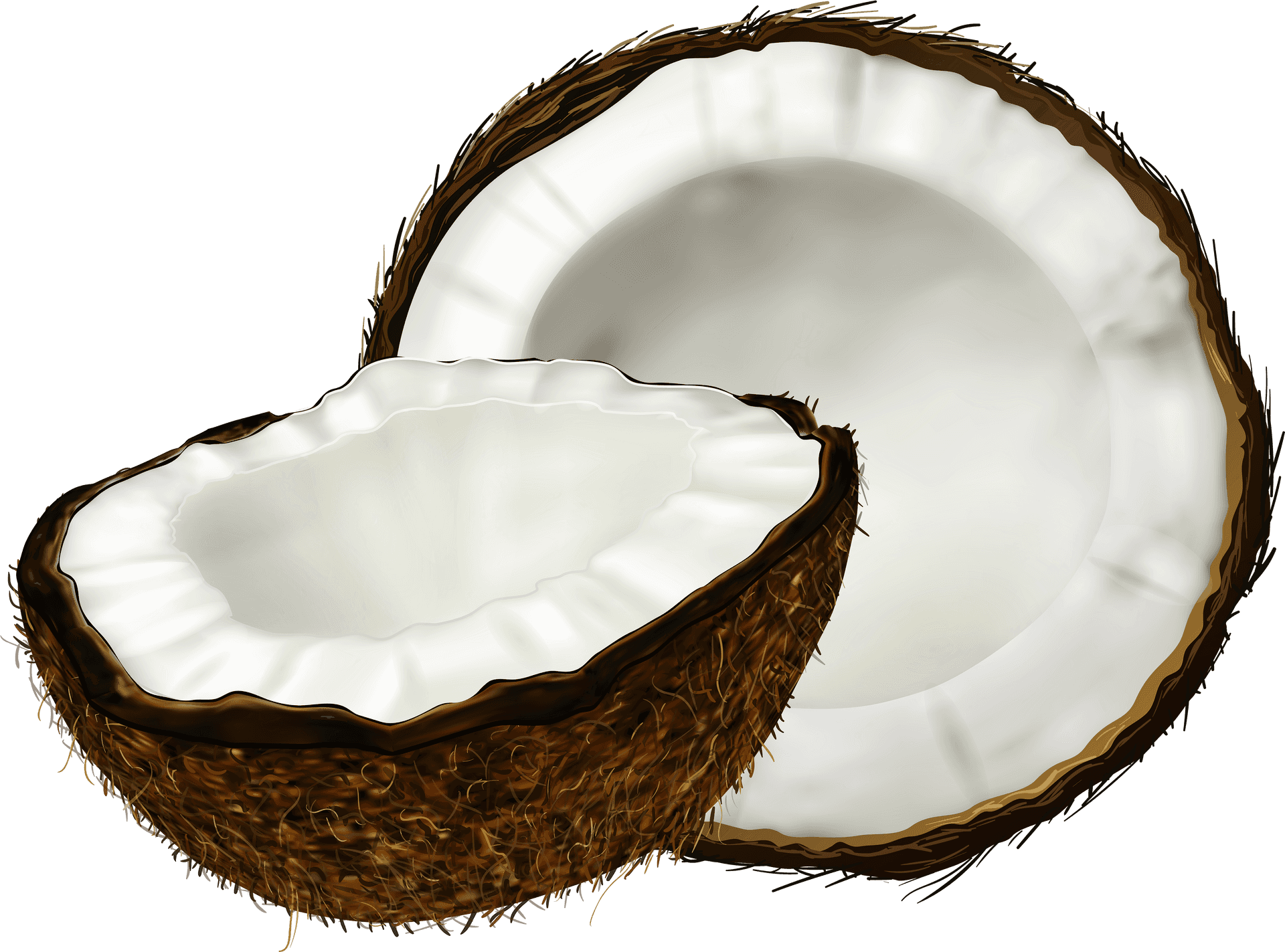 Split Coconut Illustration PNG Image