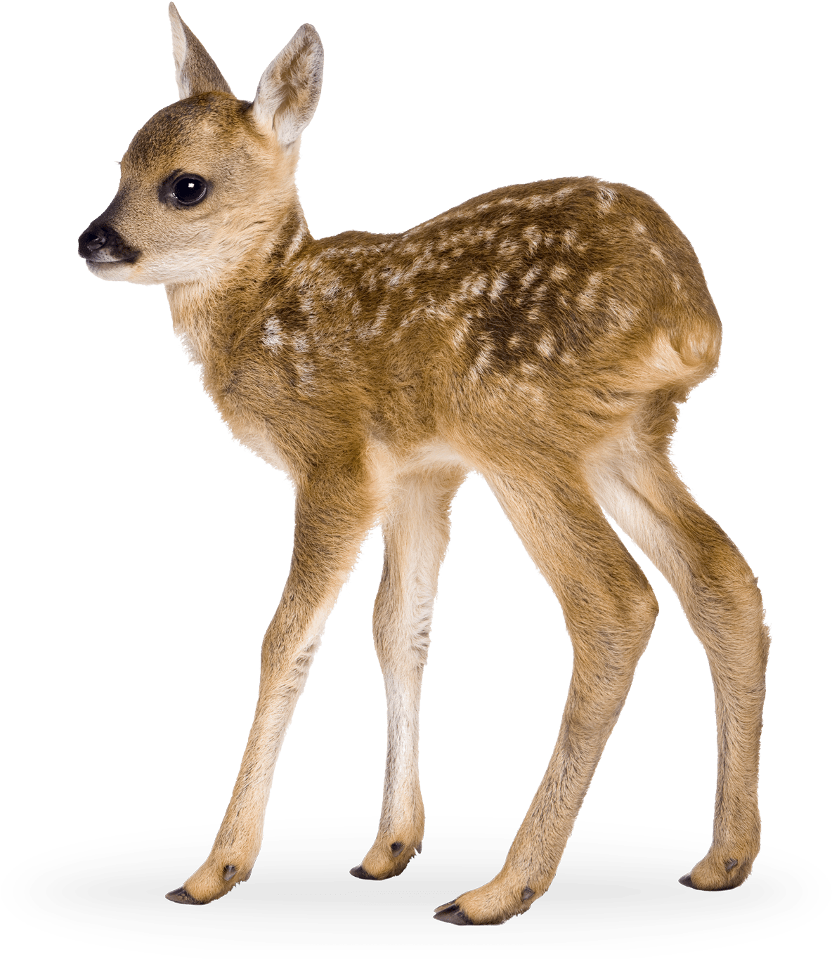 Spotted Fawn Standing Transparent Background.png PNG Image