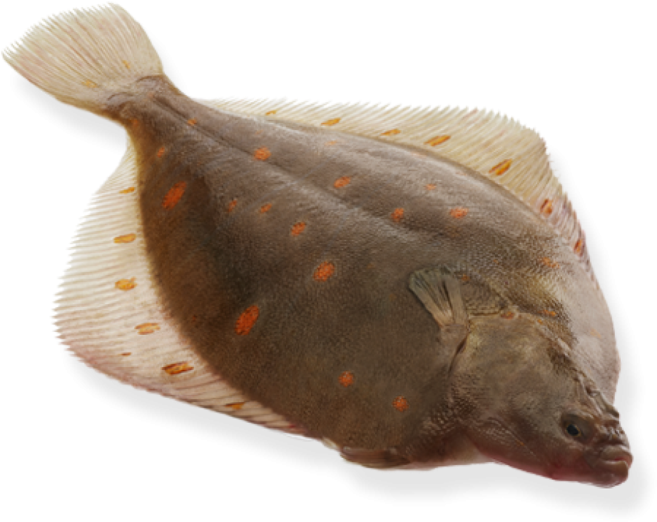 Spotted Flounder Fish PNG Image