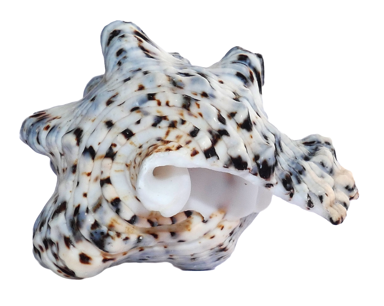 Spotted Sea Shell PNG Image