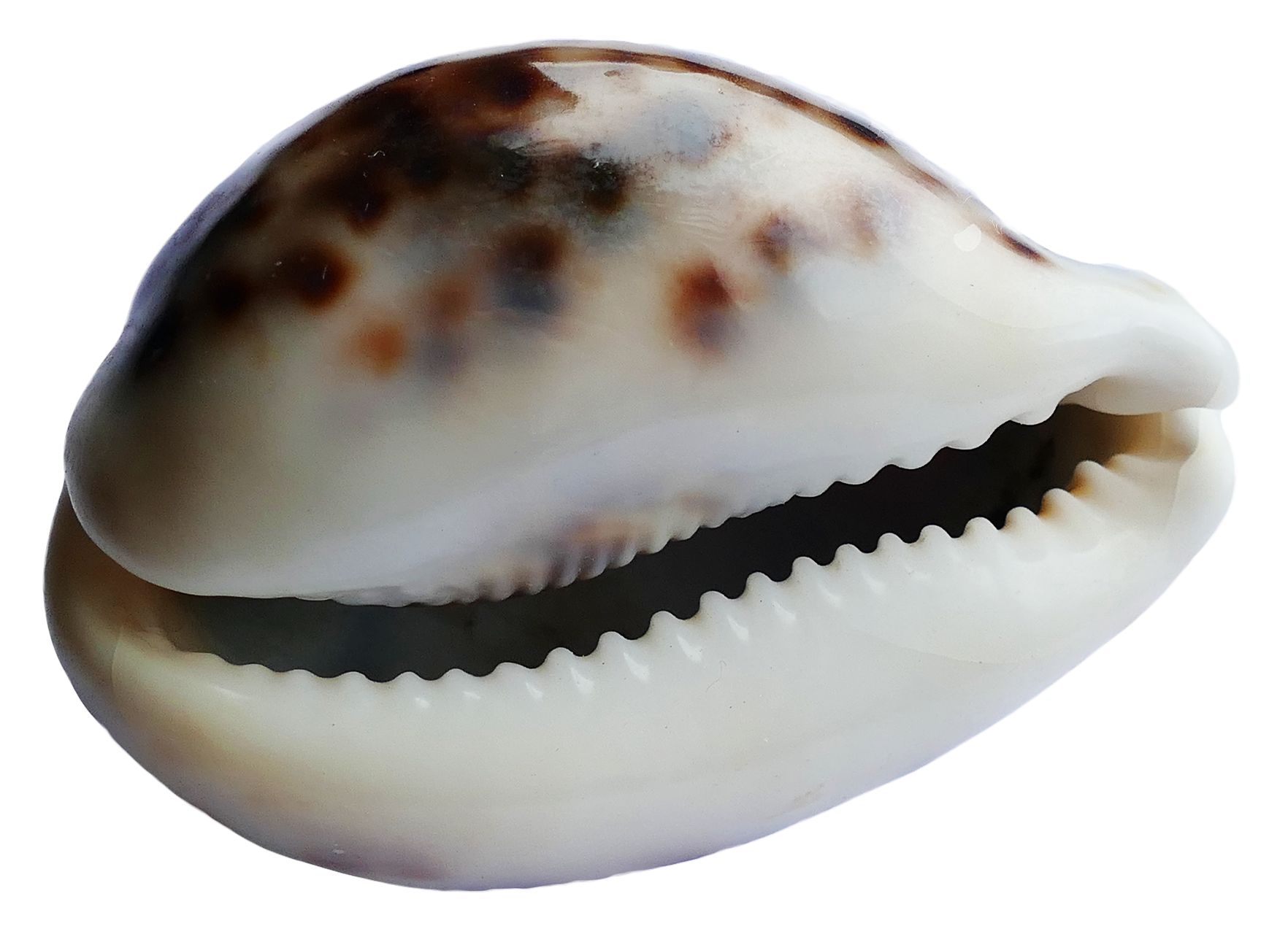 Spotted Sea Shell With Teeth Like Opening PNG Image