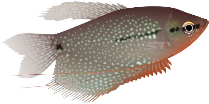 Spotted Tropical Fish Illustration PNG Image