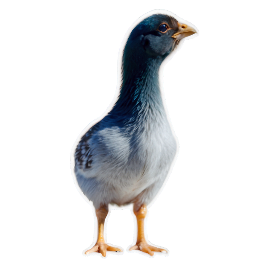 Spring Chick Png Vkm75 PNG Image