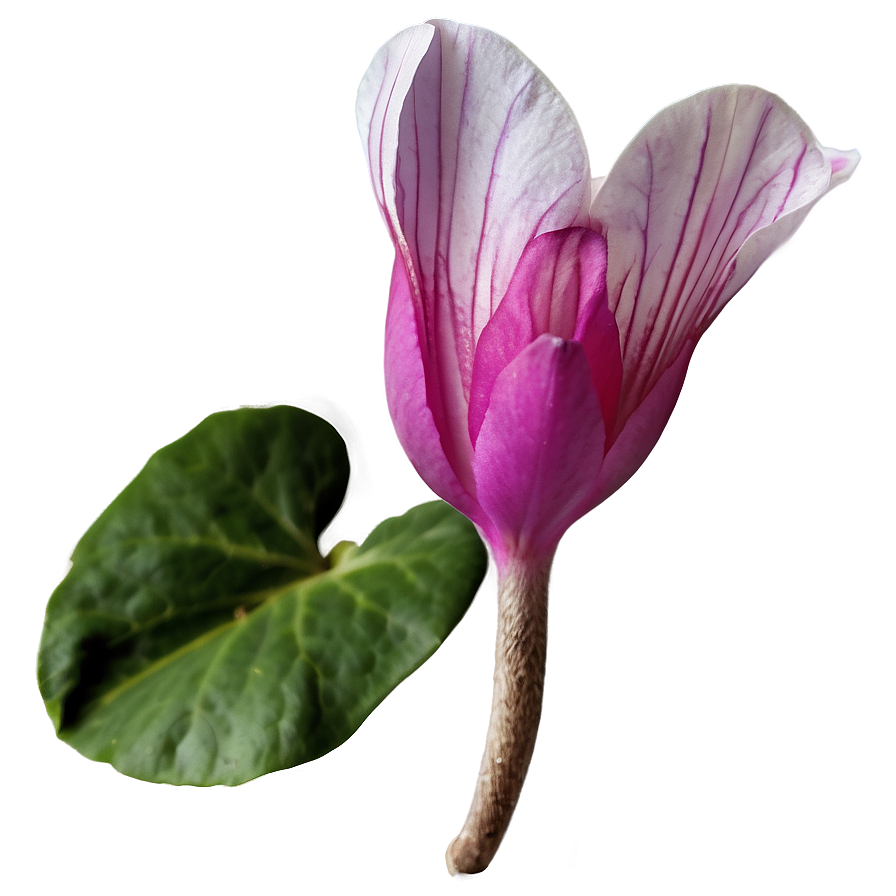 Spring Cyclamen Flower Png 06272024 PNG Image