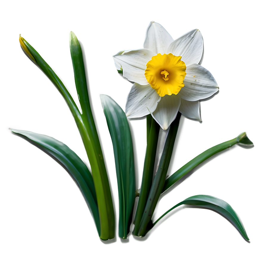 Spring Daffodil Bloom Png Ymi PNG Image