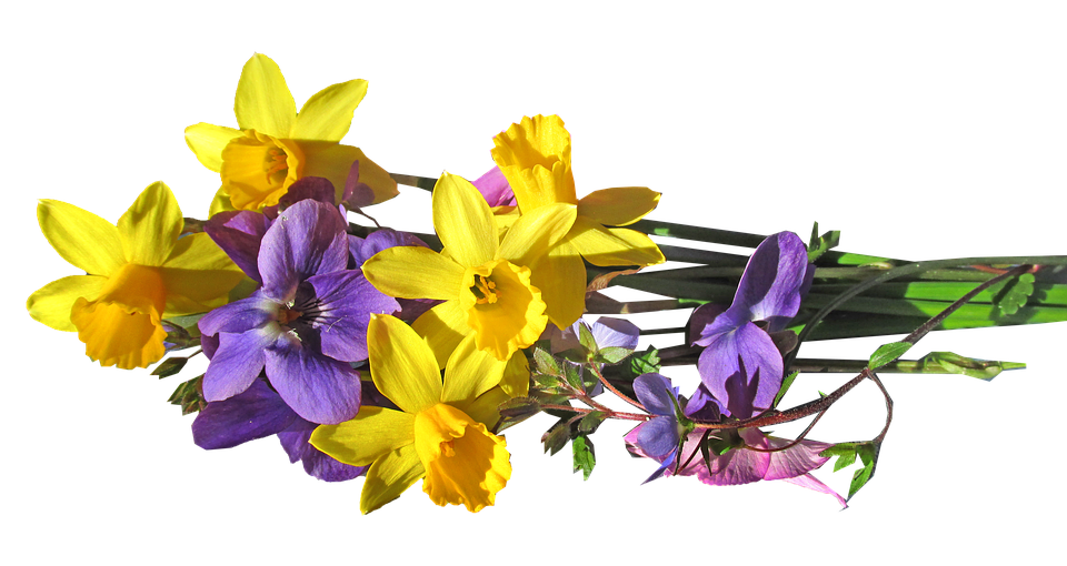 Spring Daffodilsand Violets Bouquet PNG Image