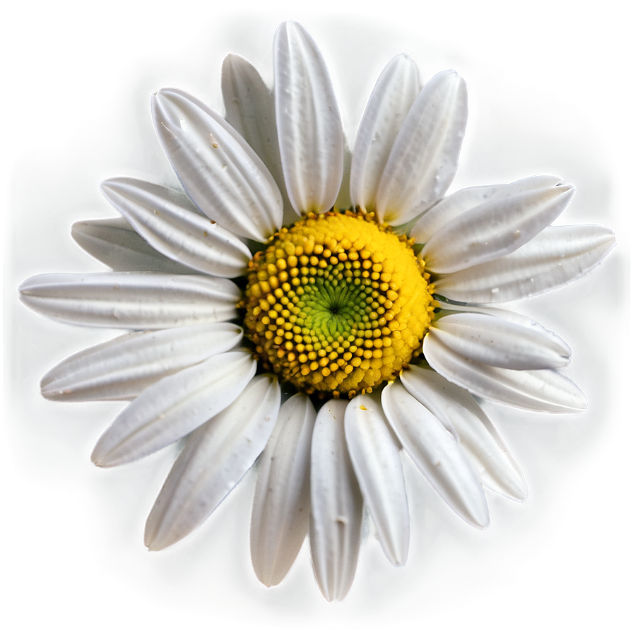 Spring Daisy Png 05212024 PNG Image