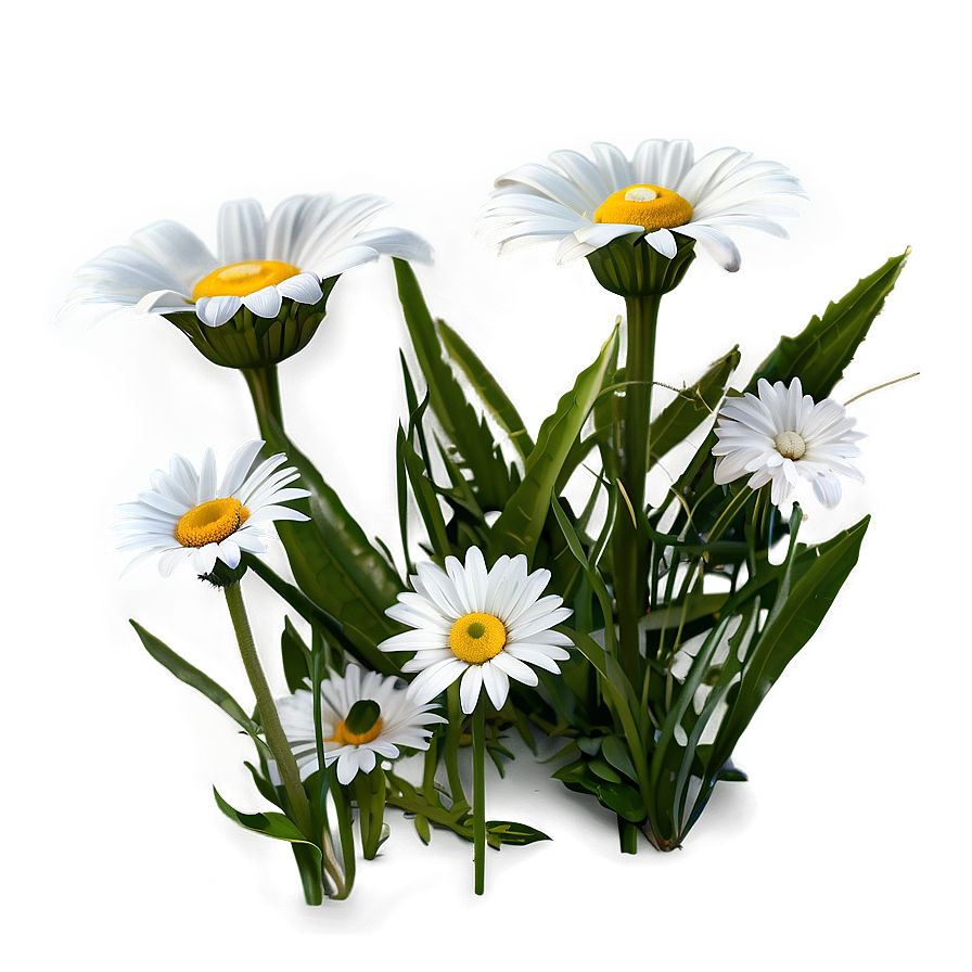 Spring Daisy Png 73 PNG Image