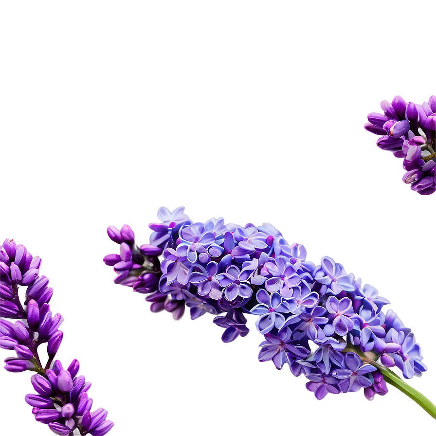 Spring Lilac Png 06122024 PNG Image