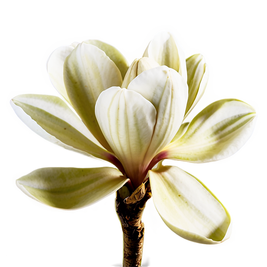 Spring Magnolia Bloom Png 06272024 PNG Image