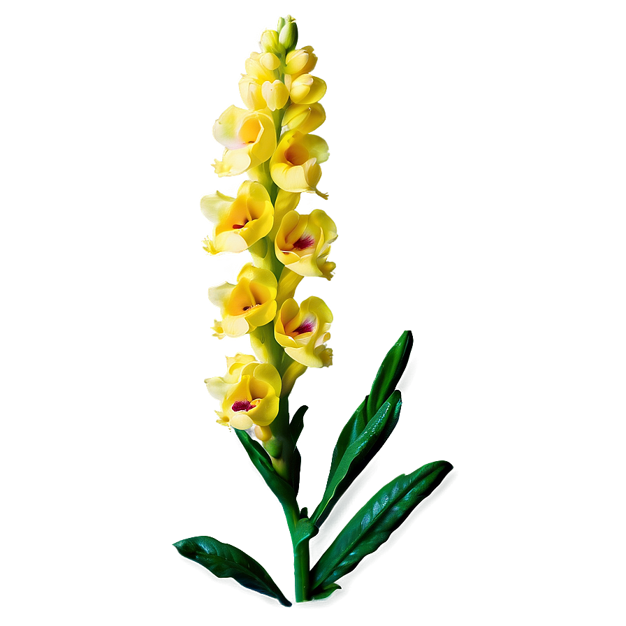 Spring Snapdragon Png 67 PNG Image