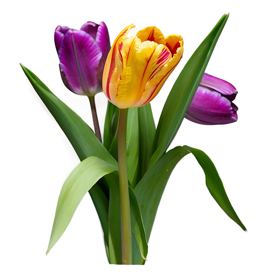 Spring Tulip Png Gtp PNG Image