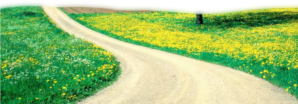 Springtime Country Road Floral Bloom PNG Image