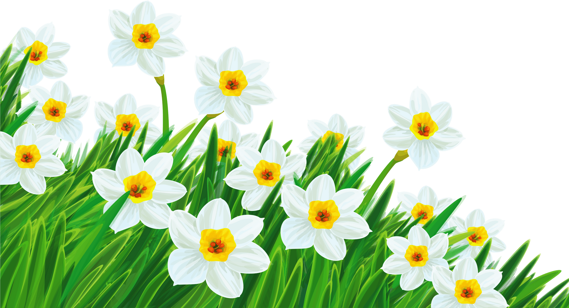 Springtime Daffodils Blooming PNG Image