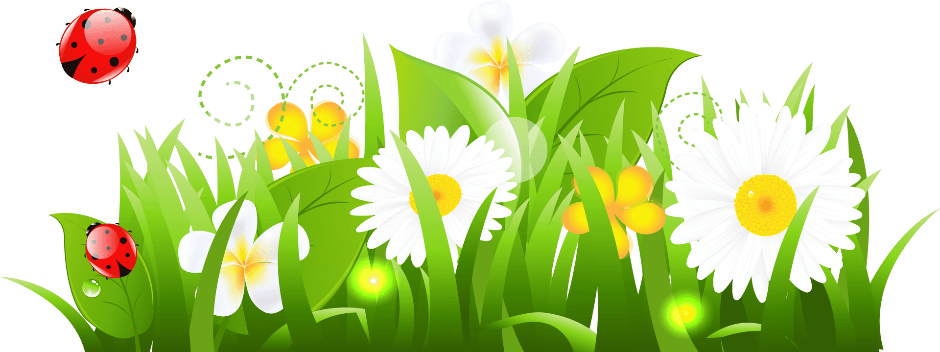 Springtime Daisiesand Ladybugs PNG Image