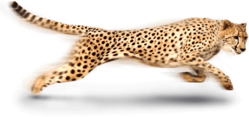 Sprinting Cheetahin Action.png PNG Image