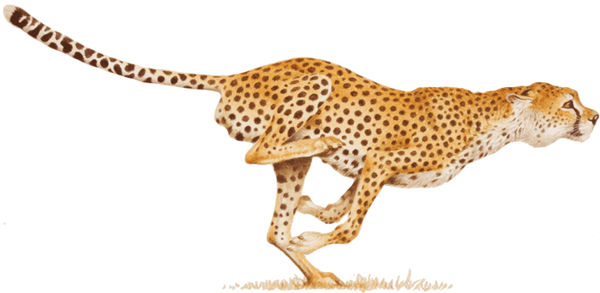 Sprinting Cheetahin Action.png PNG Image